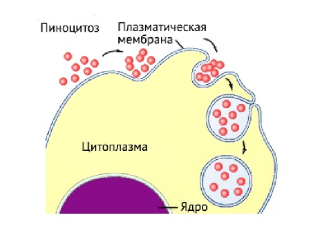 пиноцитоз