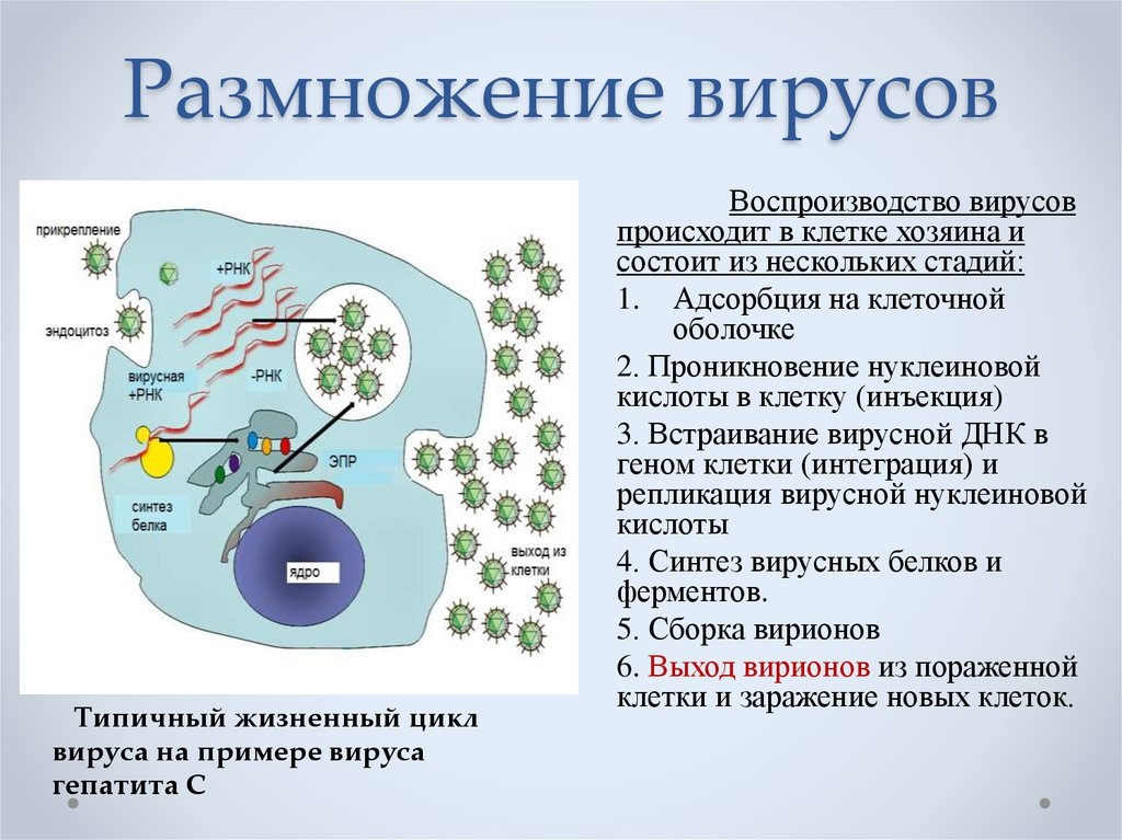 Размножение вирусов рисунок