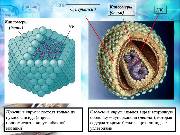 простые вирусы